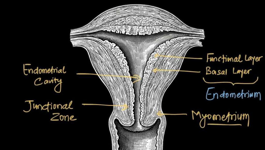 endometrium layers anatomy