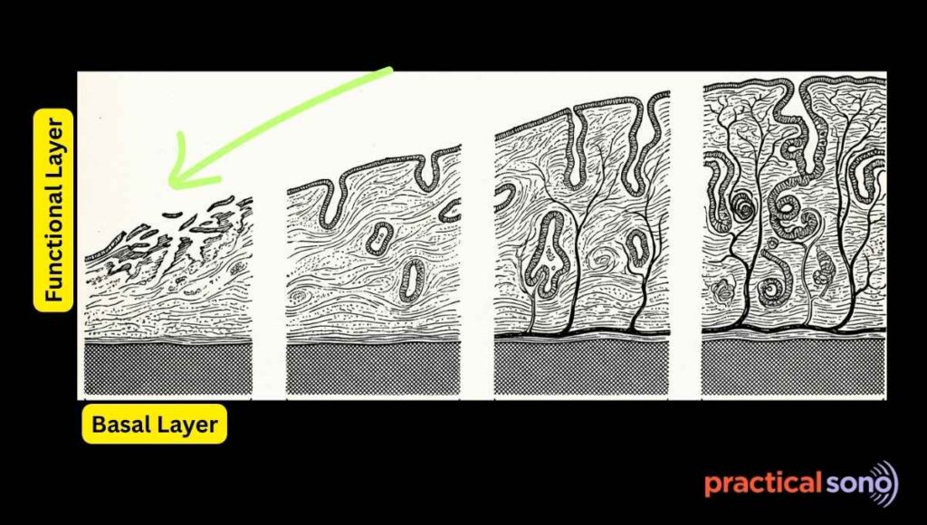 layers of endometrium in different phase of menstruation