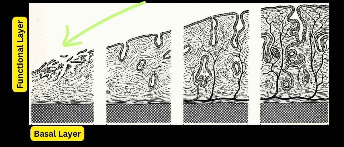 layers of endometrium in different phase of menstruation