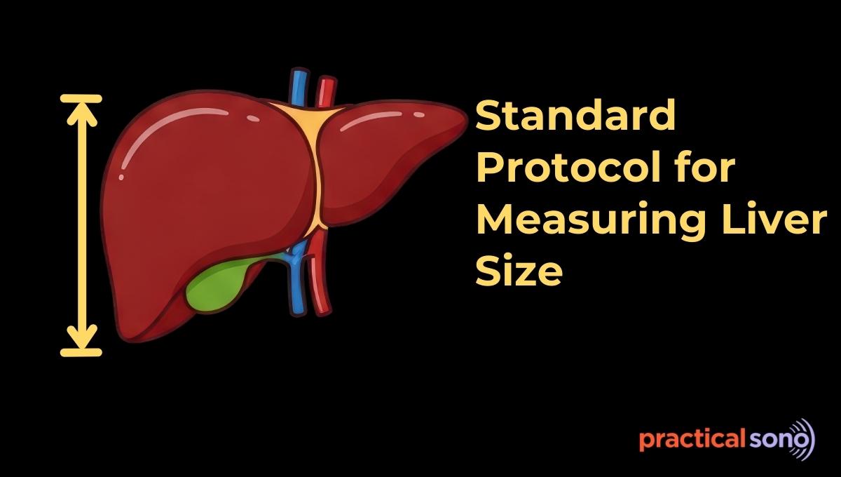 liver size measurement in ultrasound standard protocol featured image