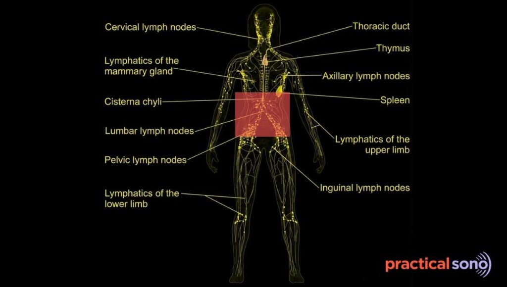 lymphatic system of body