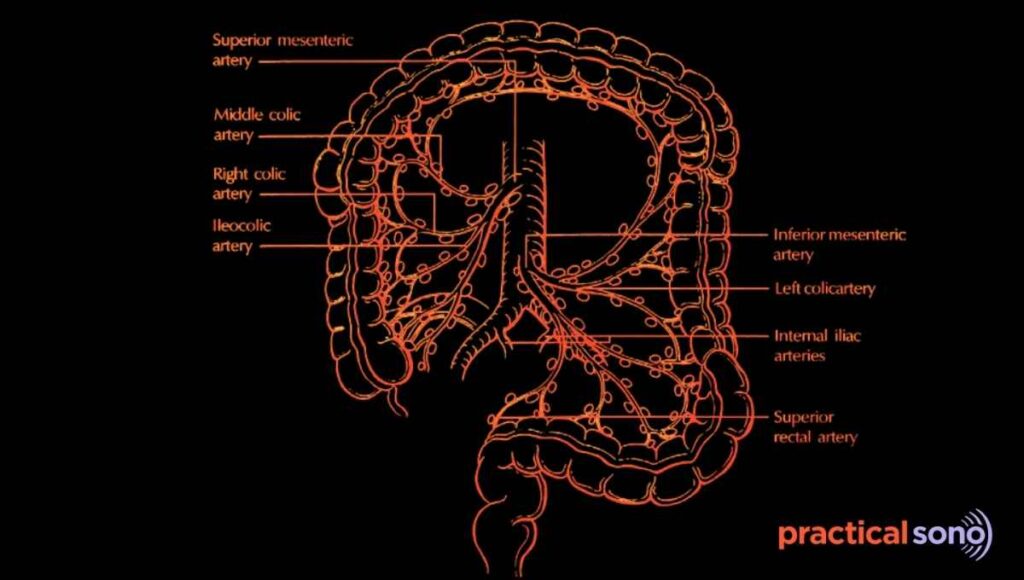mesenteric lymph node anatomy and division