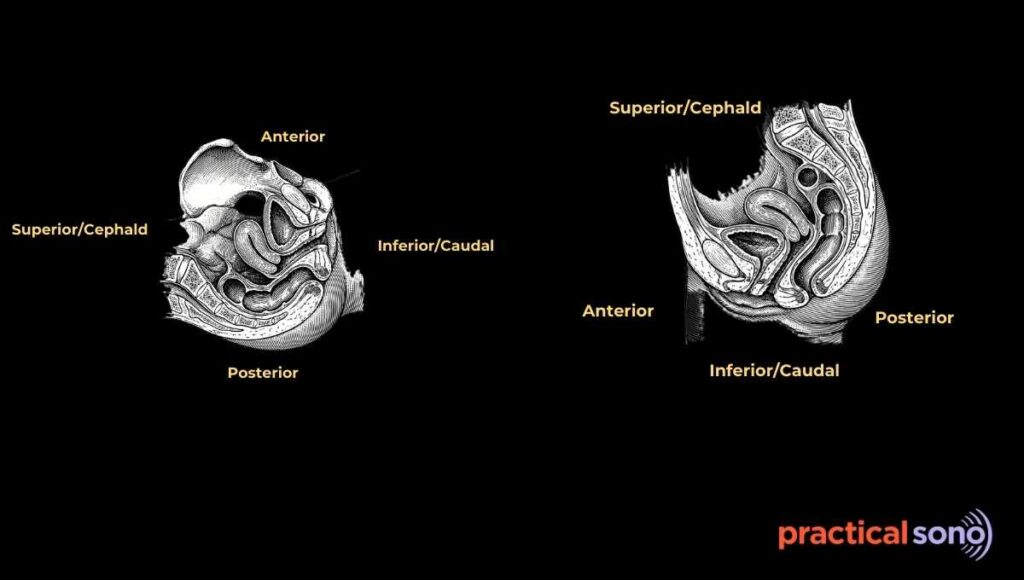 relationship of uterus with urinary bladder and rectum in supine and erect position