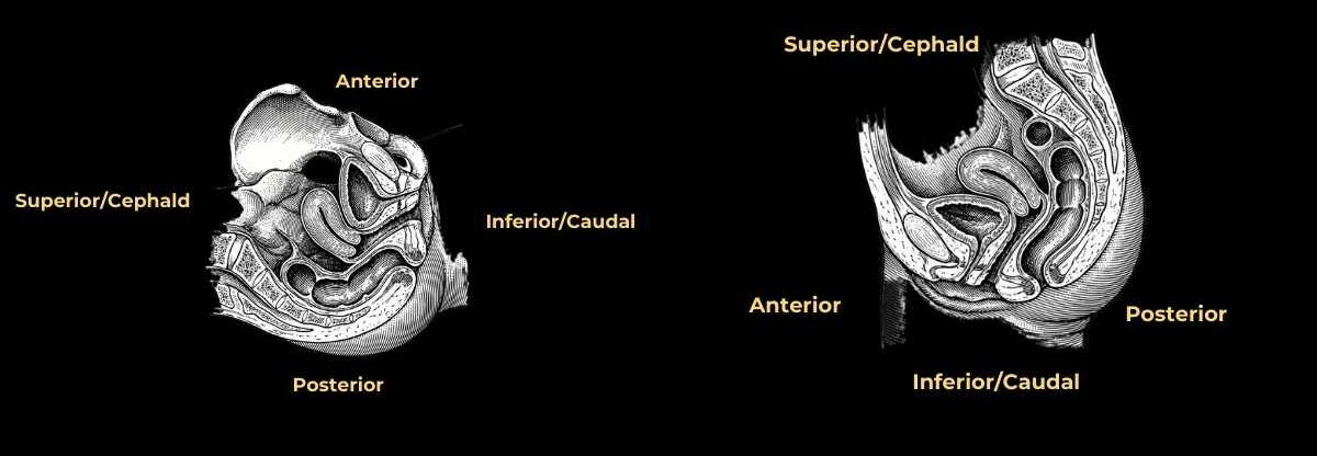 relationship of uterus with urinary bladder and rectum in supine and erect position